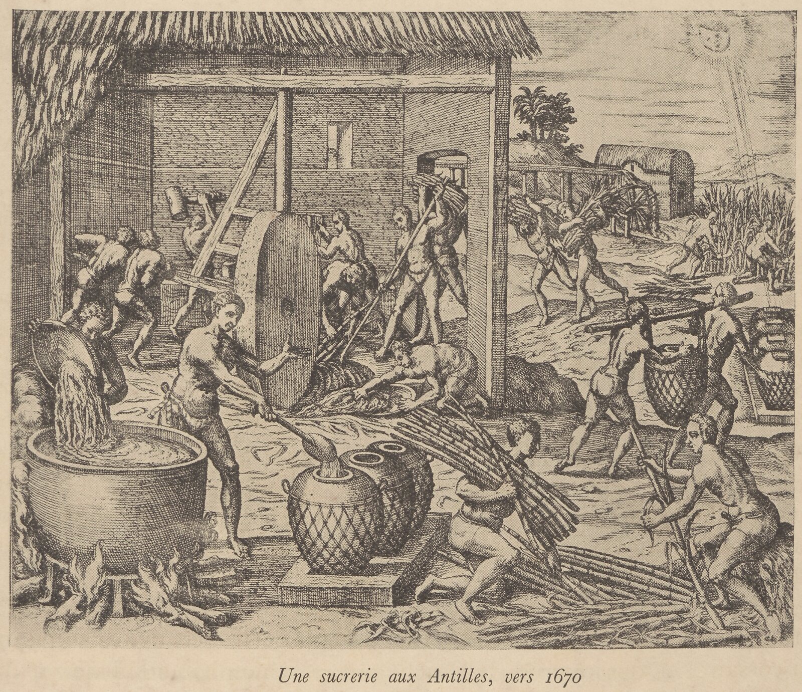 Gravure montrant de nombreuses personnes coupant, transportant et broyant la canne puis manipulant le jus dans une sucrerie.